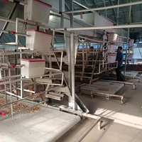 Cage à poules de type A pour la ponte, équipement avicole automatique pour la production commerciale d'œufs