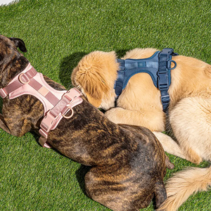 Mehrfarbiges Haustierzubehör Hundeband Leinanhäufel für Hunde Outdoor einstellbares einfarbiges Hundeband- und Leinenset - Product Image 4