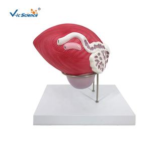 प्रोस्टेट के साथ पुरुष मूत्र मूत्राशय 2 भाग प्रजनन प्रणाली चिकित्सा प्रदर्शन मॉडल का शारीरिक मॉडल - Product Image 1