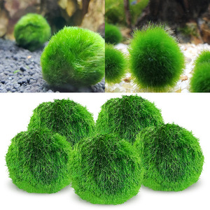 <span class=keywords><strong>Bolas</strong></span> de Musgo <span class=keywords><strong>Marimo</strong></span> Vivas de 2 o 7 cm, Algas Verdes Naturales para Decoración de Acuarios Ecológicos, Venta al por Mayor Disponible - Product Image 2