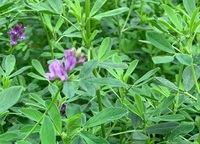 Venta caliente del fabricante Extracto de alfalfa Semillas de hierba de alfalfa Heno de alfalfa para la venta