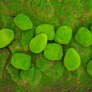 Artificial <strong>Moss</strong> Stone Poly Dragon Hair Planting Small Stone Foam <strong>Moss</strong> Ball Bonsai Micro Landscape With <strong>Moss</strong> Stone - Product Image 2