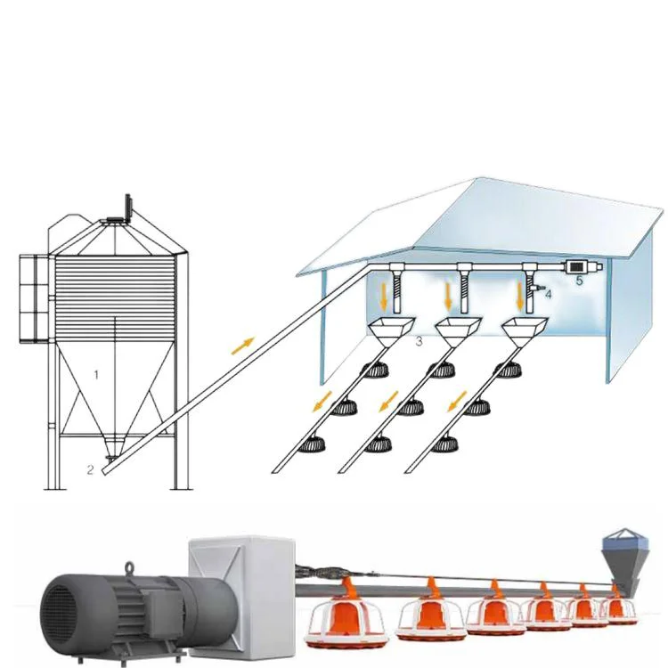 Auto Drinking feeding poultry farm design chicken house automatic feeding line and drinking line