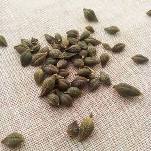 Лянь Цяо, Китайская традиционная сушеная форзиция, фруктовая трава, необработанный чай, экстракт - Product Image 5