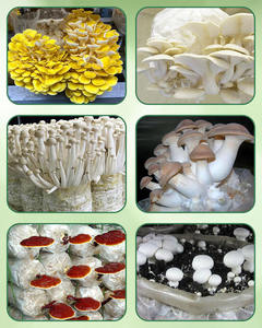 カスタムロゴデザイン余分な厚いオートクラバブルキノコは、微孔性フィルターパッチ付きバッグを成長させる大型耐久性のあるビニール袋 - Product Image 5