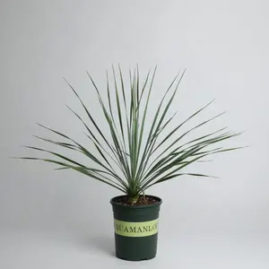 Dudu Groothandel Kunstmatige Succulente Bonsai Vetplanten Planten Indoor Planter Euphorbiaceae Yucca Rostrata