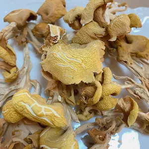 Dried Citrine Pleurotus Mushroom High Quality Chantarelle Mushroom Yuhuangmo