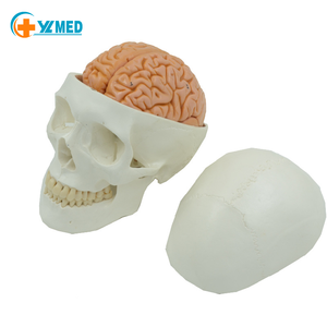 Modelo <span class=keywords><strong>de</strong></span> cerebro <span class=keywords><strong>de</strong></span> ciencia médica, modelo anatómico <span class=keywords><strong>de</strong></span> cabeza humana y columna cervical en tamaño humano para instrucción en el aula - Product Image 2