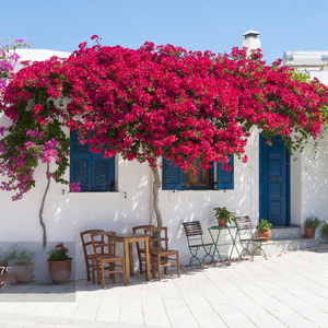 Bougainvillea a Ramo Lungo 118/96CM, <span class=keywords><strong>Fiori</strong></span> a Triangolo, <span class=keywords><strong>Fiori</strong></span> di Bougainvillea per Decorazioni da Giardino e Matrimoni - Product Image 1