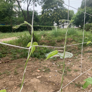 Support de <span class=keywords><strong>plante</strong></span> blanc en nylon doux direct en polyester sans nœuds d'usine/escalade/filet de treillis 5 * 350ft 5 * 30ft 5 * 750ft 10gsm 6 pouces maille - Product Image 1