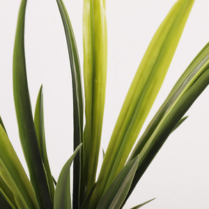 Plantes Décoratives Artificielles en Gros : Orchidées, Chlorophytum, Feuilles de Gladiolus – Décorations et Aménagements Paysagers Artificiels - Product Image 4