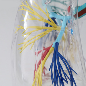 解剖学的シミュレーター人間の肺モデル教育シミュレーター2回透明な肺セグメント肺ブロンチアルツリー教育モデル - Product Image 5