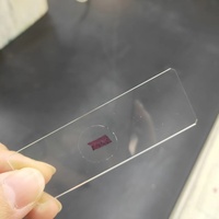 Complete 10pcs Set Prepared Biological Slides for Secondary School Plant Animal Basic Specimen Student Teaching Microscope Slide