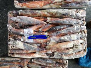 X6854 HACCP Fabricant de calmar argentin congelé pour le marché <span class=keywords><strong>Illex</strong></span> Squid 150-200g - Product Image 5