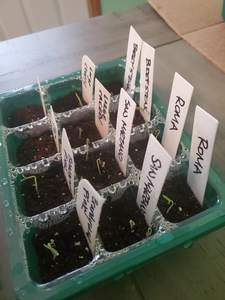 Paquete surtido de 8 variedades de plantas de tomate que es ideal para enlatar, cocinar y comer fresco - Product Image 6