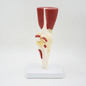 DARHMMY - Modelo de Rodilla Profesional para Enseñanza, Tamaño Real, Material de PVC, con Músculos, Ligamentos y Huesos para Estudio Quirúrgico - Product Image 3