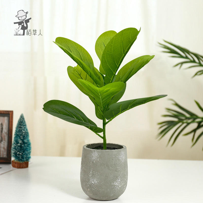 9 ficus feuille de piano 47cm-sans bassin