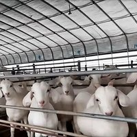 Serres à tunnel professionnelles en Chine avec squelette de tuyau rond pour l'agriculture/pêche/volaille/cochon/vache/mouton/élevage de poulet
