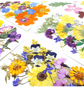 20 piezas, nuevo diseño, gran oferta, paquetes de prensa de flores de microondas secas naturales, flores prensadas secas de Arte de resina - Product Image 4