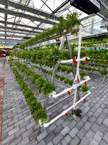 Greenhouse Planting <strong>Troughs</strong> for Fruits and <strong>Vegetables</strong> - Product Image 3