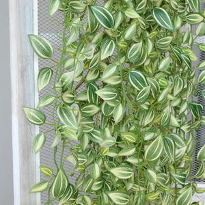 <span class=keywords><strong>Plantas</strong></span> verdes colgantes para casa <span class=keywords><strong>Plantas</strong></span> <span class=keywords><strong>artificiales</strong></span> decorativas para pared <span class=keywords><strong>Plantas</strong></span> para exteriores Planta artificial para decoración del hogar Colgante interior - Product Image 5