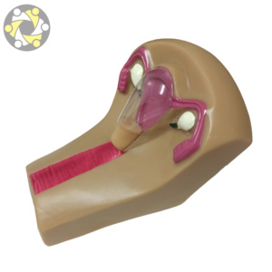 Simulador de entrenamiento de útero DIU modelo educativo de ciencia médica con Anatomía de ovario para anticonceptivo Intrauterino - Product Image 3