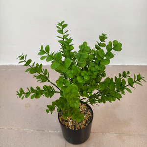 Planta verde artificial, hoja de eucalipto individual, planta de la suerte, decoración para paisajismo. - Product Image 3