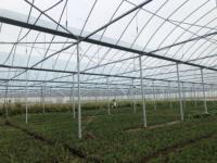 Fabrieksgemaakte foliekas met metalen frame voor het kweken van tomaten