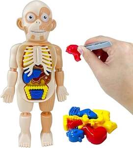 Puzzle 3D <span class=keywords><strong>jeu</strong></span> éducatif enseignement anatomie muscles amovibles organes os jeux jouets éducatifs pour garçons filles - Product Image 2