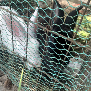 Chất lượng cao lồng chim PVC tráng lục giác dây lưới lưới hàng rào - Product Image 6