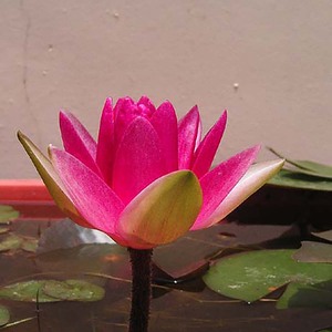 Nymphaea 'Attraction' - une <span class=keywords><strong>plante</strong></span> aquatique adaptée aux bassins de jardin et aux serres - Nénuphar 'Attraction' - Product Image 3