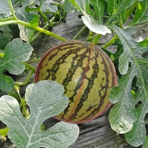 Watermelon <b>Nets</b> Pcs Reusable Nylon Produce Mesh Bags Heavy Duty Melon with Drawstring Storage <b>Net</b> - Product Image 2