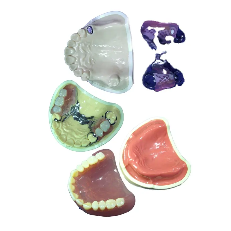 Modelo de dientes dentales de restauraciones coprehensivas de alta calidad para enseñanza médica