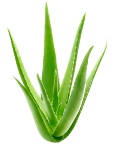 ¡Hoja y fruta de aloe vera seca 2023 natural de alta calidad de Vietnam para uso en alimentos y bebidas al mejor precio! - Product Image 2