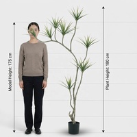 OH ARTS Arbre artificiel Dracaena Marginata de 1,80 m, toucher réel, en pot, faux arbre du dragon de Madagascar, pour les espaces commerciaux de style Mid-Century Modern