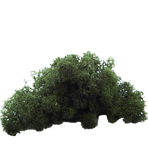 AYOYO Last 5 Years Wall Design <strong>Moss</strong> Wall Real Natural Stabilized <strong>Moss</strong> Preserved <strong>Bun</strong> Pole <strong>Moss</strong> - Product Image 3