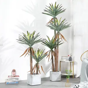 Whole aloe plant indoors Can Make Any Space Beautiful and Vibrant 