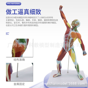 Modèle musculaire humain coloré de 50 cm, système de structure articulée, anatomie, aide pédagogique pour la remise en forme, art médical - Product Image 2