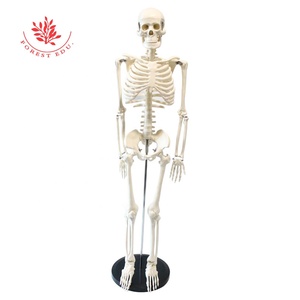 9 types <span class=keywords><strong>de</strong></span> pieds amovibles médicaux d'anatomie <span class=keywords><strong>de</strong></span> modèle <span class=keywords><strong>de</strong></span> <span class=keywords><strong>squelette</strong></span> humain <span class=keywords><strong>de</strong></span> 85cm, faciles à assembler, comprennent une Base pouvant être posée sur le bureau - Product Image 3