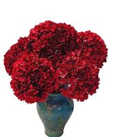 Hydrangea sphérique préservée à tige unique, fleurs séchées en gros de Chine pour la décoration intérieure de style nordique, Fête des Mères, Saint-Valentin
