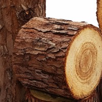 Ensemble de 4 soufflets d'arbre décoratifs en bois naturel rustique moderne avec écorce, pour la décoration de maison de style ferme et centre de table Wabi-sabi