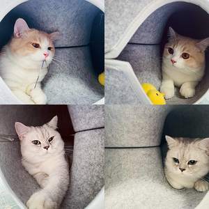 Al coperto tutte le stagioni 24 pollici scuro e nero gatto condominio Tunnel letto Peekaboo ciambella gatto grotta gatti letto - Product Image 4