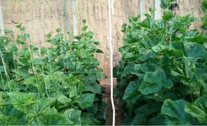 سماد عضوي قابل للذوبان في الماء مستخلص من الأعشاب البحرية لتعزيز التربة في الزراعة، مسحوق الأعشاب البحرية رقم 2 - Product Image 4