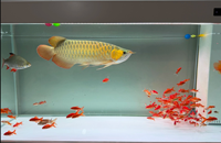 Lampe magique MAYIN PLUS, lumière LED tricolore pour aquarium d'Arowana, lampe submersible étanche pour aquarium avec modes lumière du jour/lumière de lune