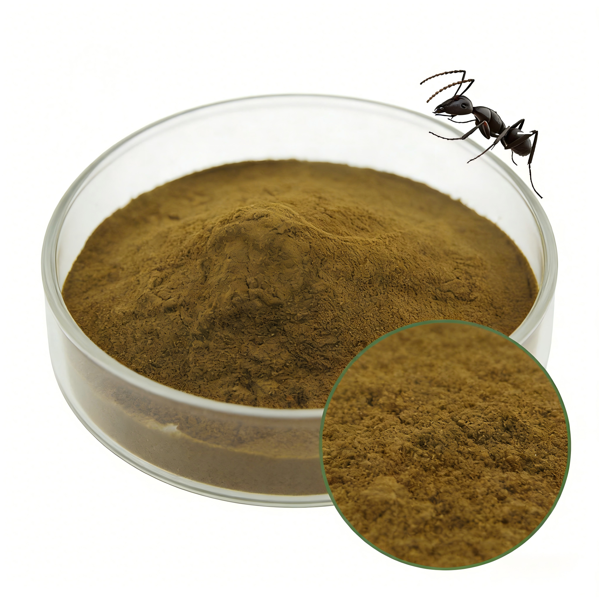 Wild Black Ant (Polyrhachis Vicina) 20:1 Extract Capsules – 500mg, 200 Pills