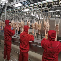 Machine d'abattoir automatique pour le nettoyage de la volaille, équipement d'abattoir de poulet