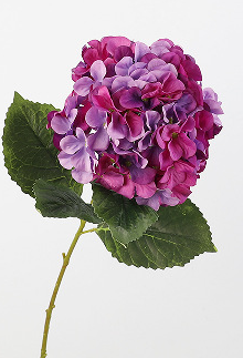 ม่วงแดง