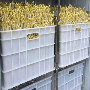 Máquina Automática para Germinar Frijoles con Control <span class=keywords><strong>de</strong></span> Temperatura, Germinadora <span class=keywords><strong>de</strong></span> <span class=keywords><strong>Soja</strong></span> para Restaurantes - Product Image 6