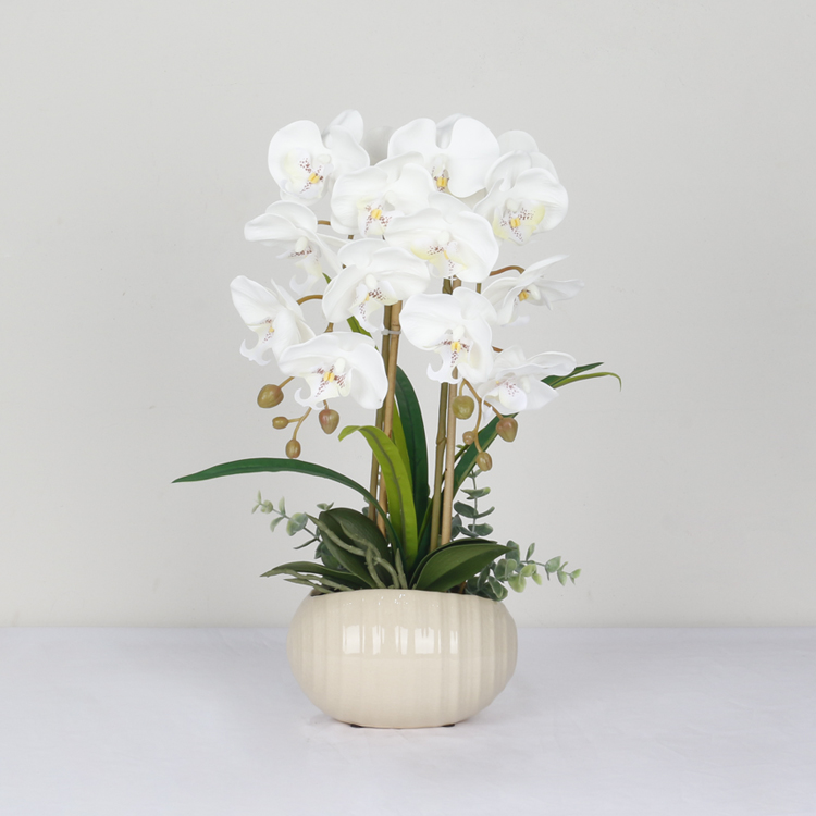 Promoção de portuguese, Compras Online de portuguese Promocionais - natural  de orquídeas em vasos.alibaba.com