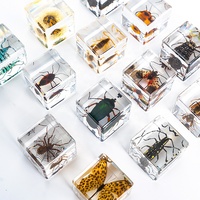 Cube en cristal époxyde de résine 4*4*4cm vraie araignée avec le vrai insecte de Web dans la résine de spécimen de résine bloque des ressources pédagogiques de presse-papiers
